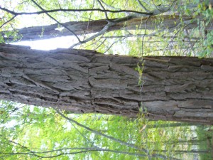 Sassafras albidum Sassafras albidum